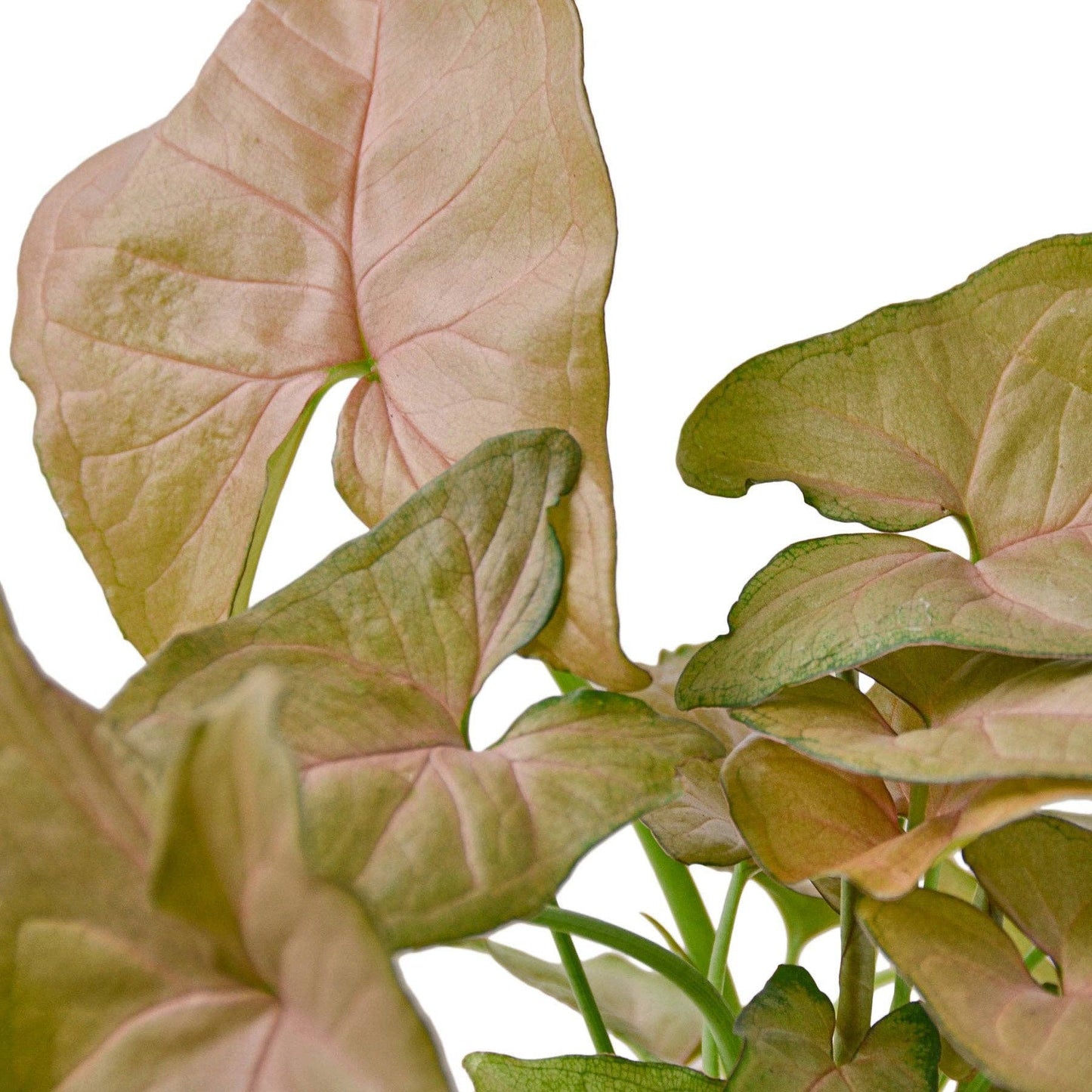 Syngonium Strawberry - 4" Pot