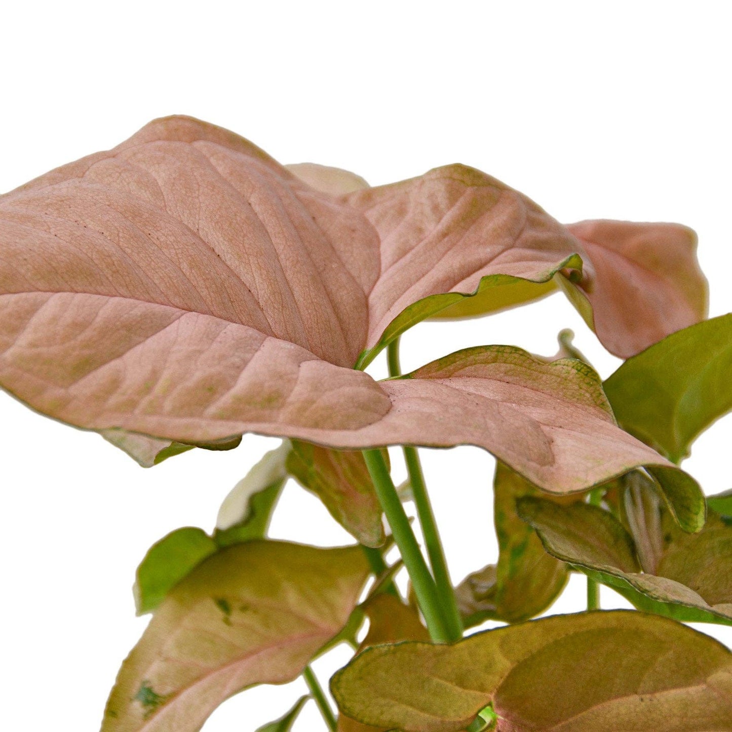 Syngonium Strawberry - 4" Pot