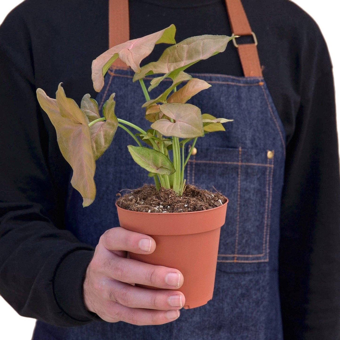 Syngonium Strawberry - 4" Pot