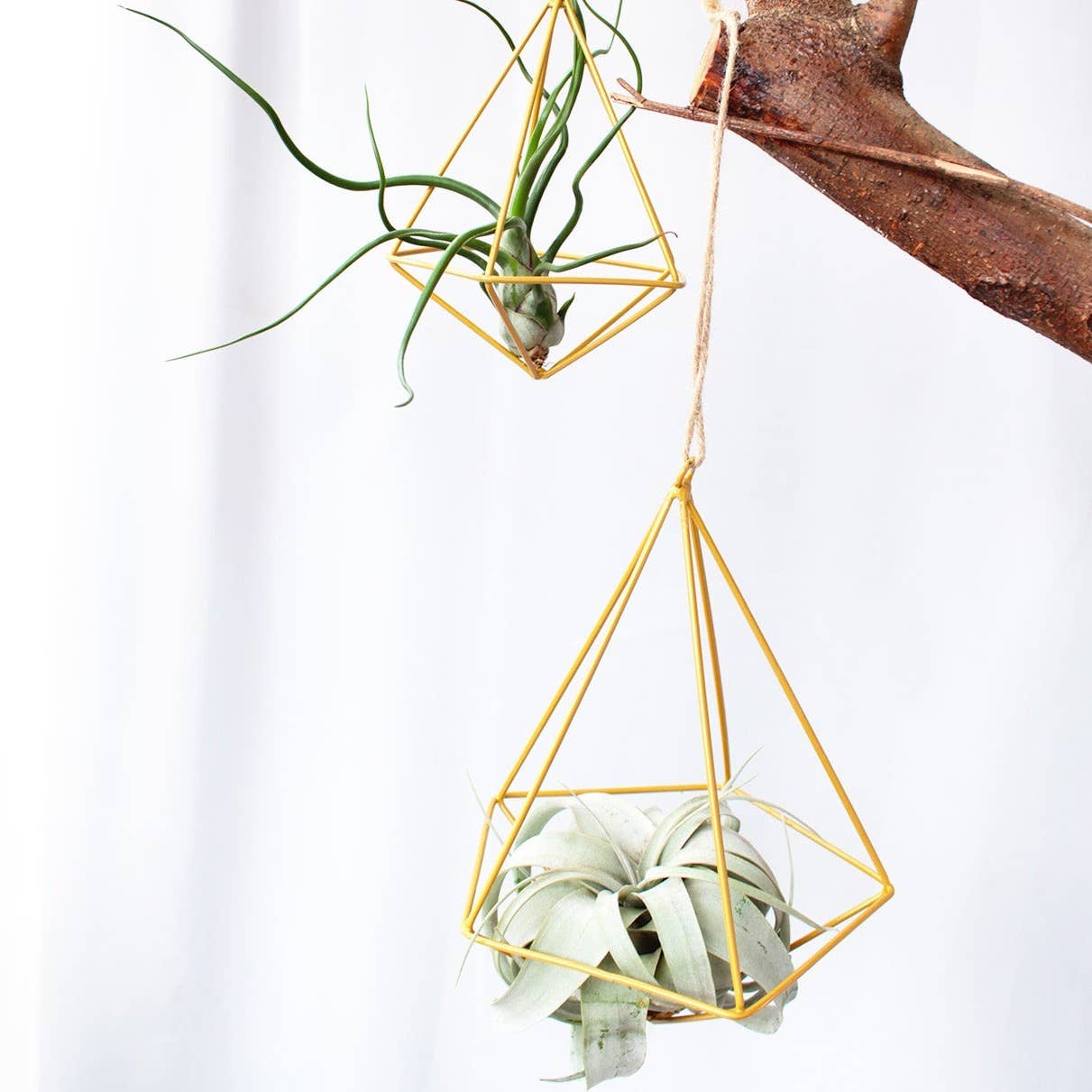 Live 4-inch Tillandsia Xerographica Air Plant