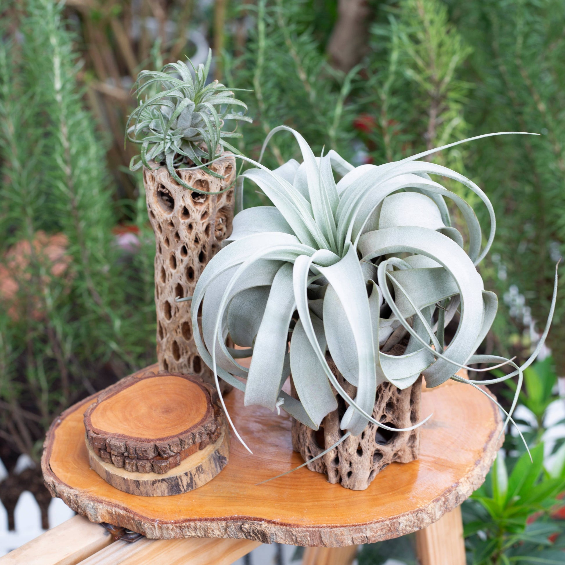 xerographica air plant holder Live 4-inch Tillandsia Xerographica Air Plant – The Downtown Armory