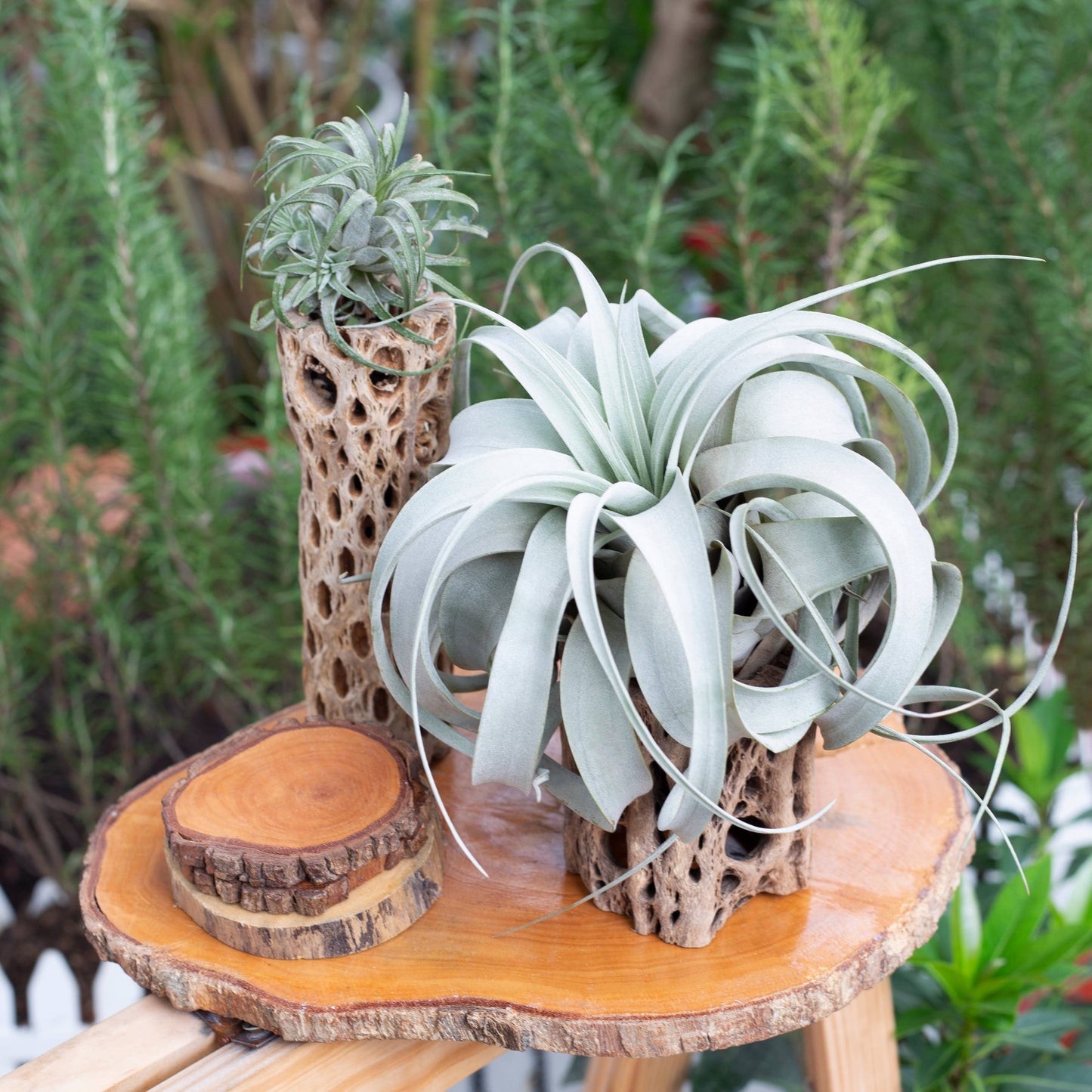 Live 4-inch Tillandsia Xerographica Air Plant