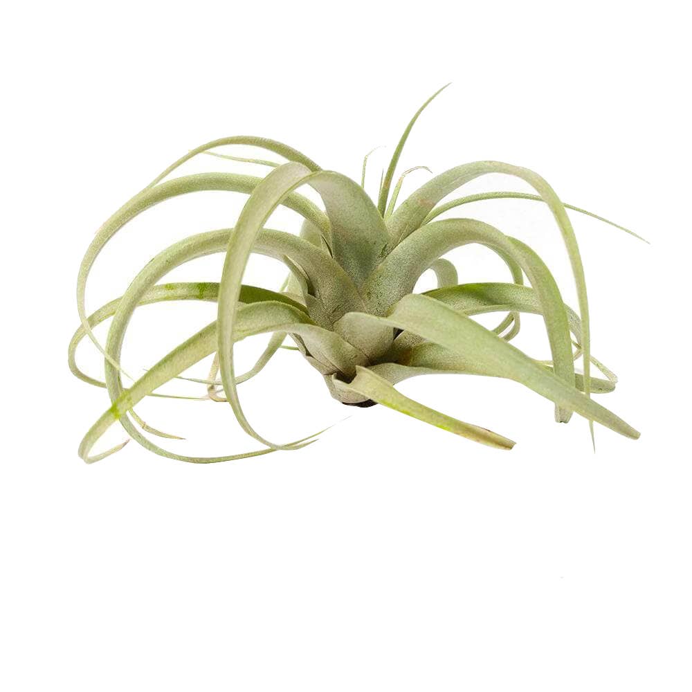 Live 4-inch Tillandsia Xerographica Air Plant