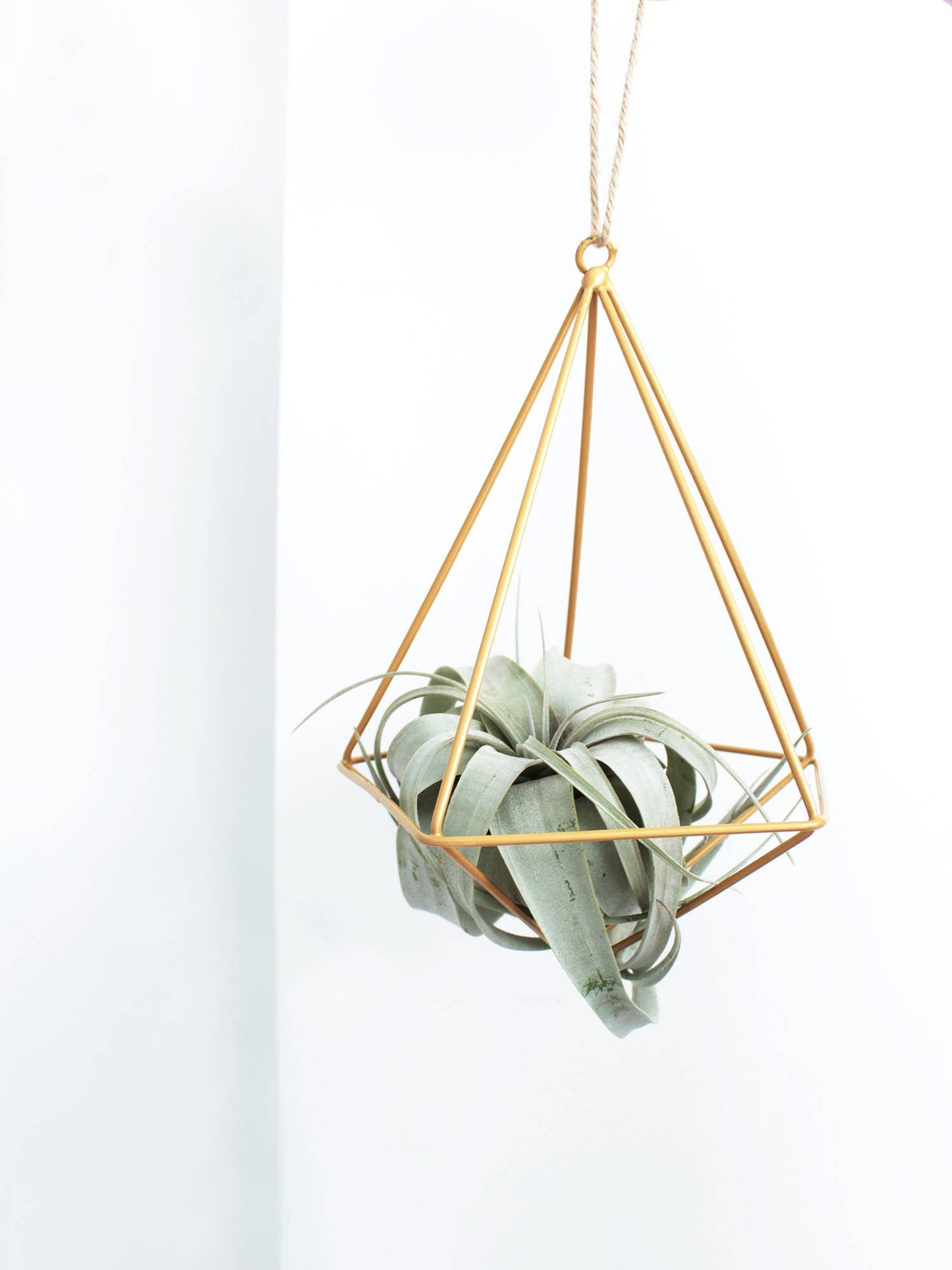 Live 4-inch Tillandsia Xerographica Air Plant