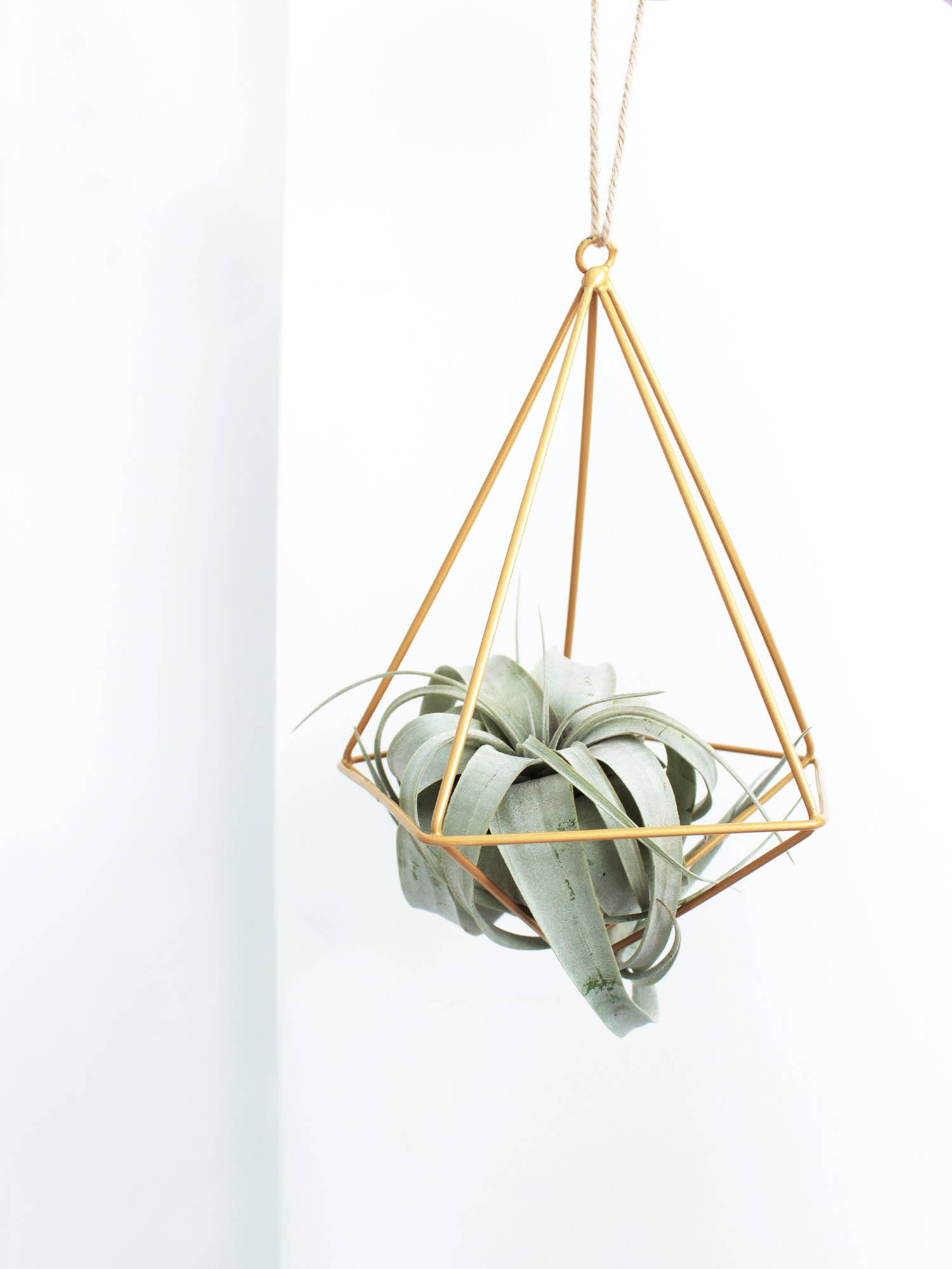 Live 4-inch Tillandsia Xerographica Air Plant
