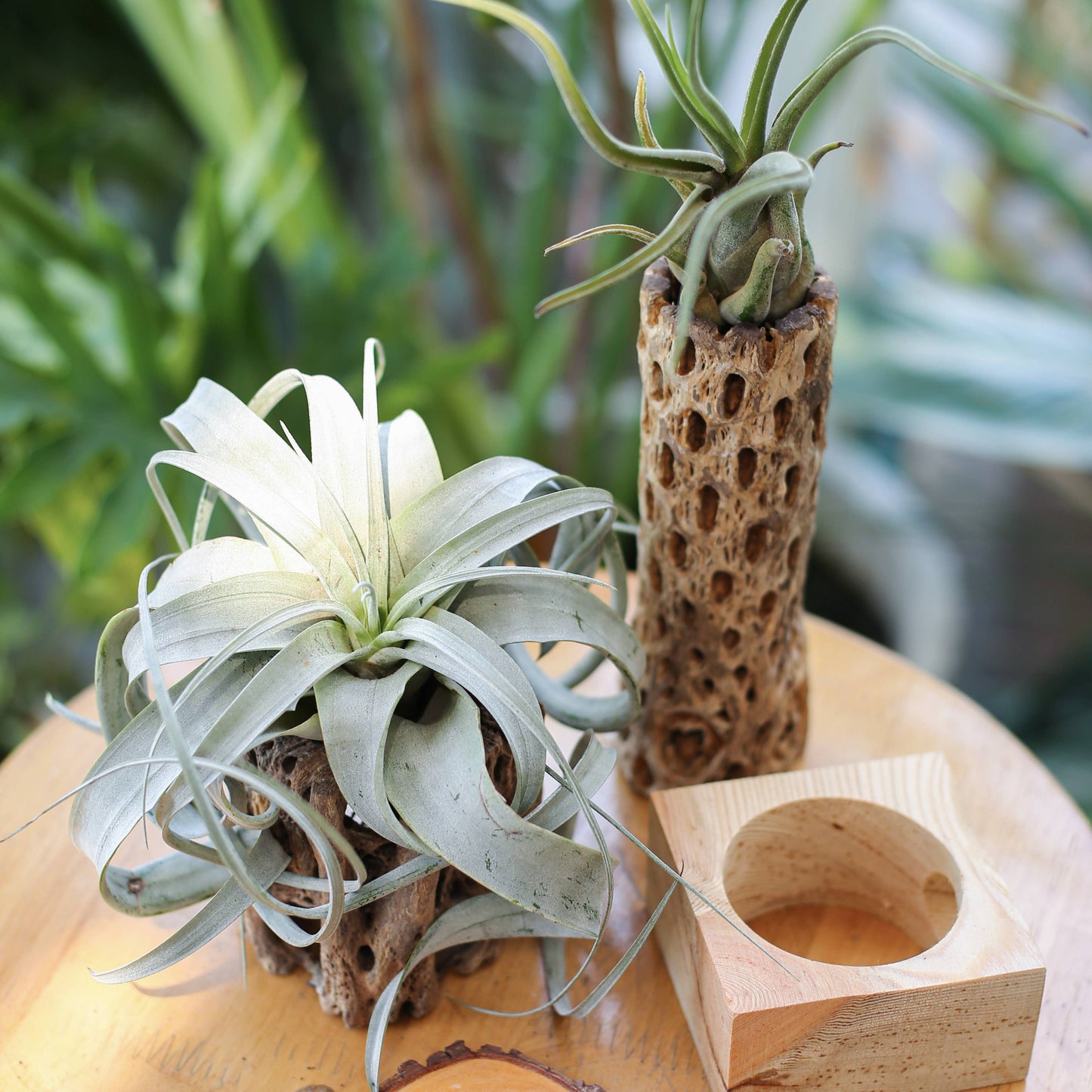 Live 4-inch Tillandsia Xerographica Air Plant
