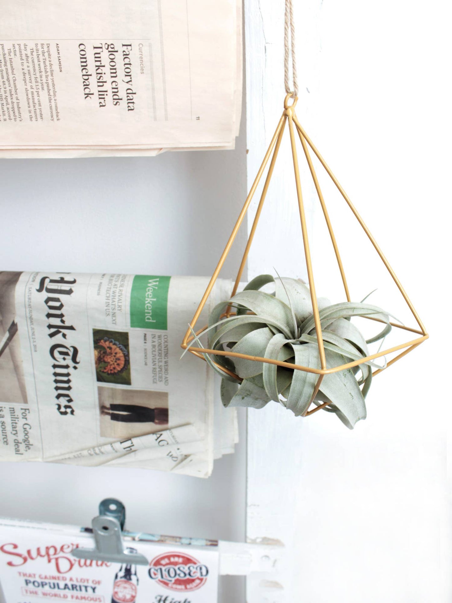 Live 4-inch Tillandsia Xerographica Air Plant