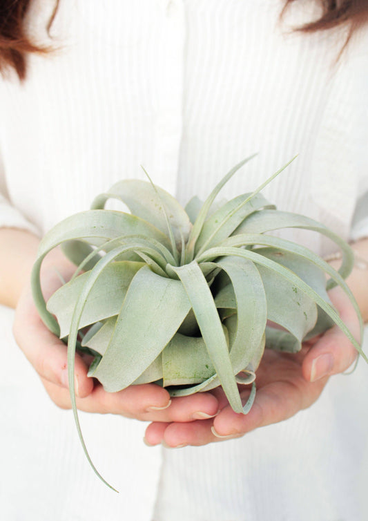 Live 4-inch Tillandsia Xerographica Air Plant