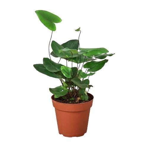 'Heart' Fern - 4" Pot