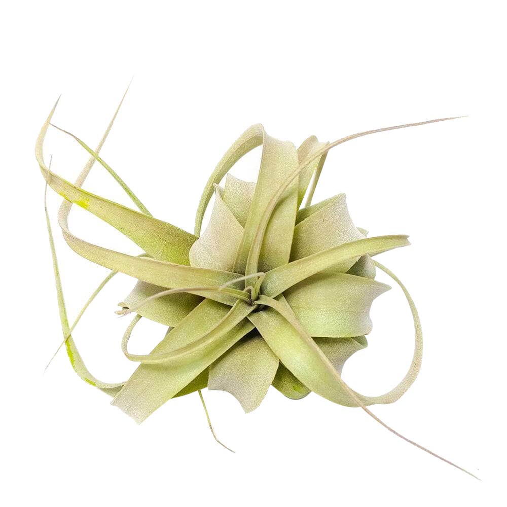 Live 4-inch Tillandsia Xerographica Air Plant